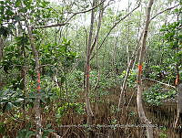 UM001 0111 Avicennia germinans.jpg