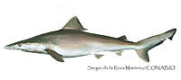 SRM0101 Carcharhinus porosus.jpg