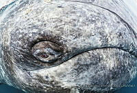 CCK04 Eschrichtius robustus.JPG