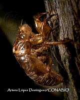 MN6PG0273 Lo que alguna vez fui.jpg