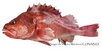 SRM0165 Sebastes melanosema.jpg