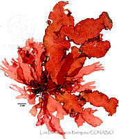 LDGR047 Halymenia megaspora.jpg