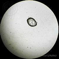 RYP0013 Hypnea spinella.jpg