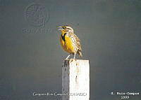 GRC0043 Sturnella neglecta.jpg