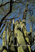 3R 00878 Carnegiea gigantea.tif