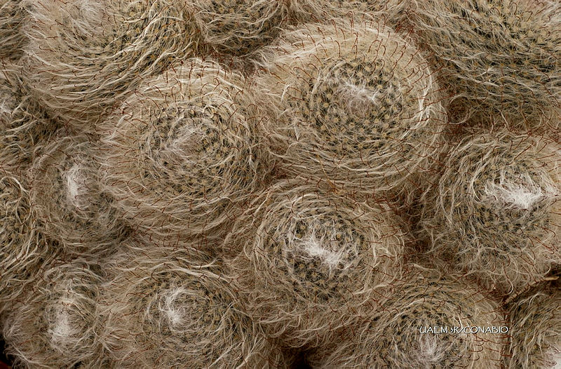 3R%2001115%20Mammillaria%20bocasana.jpg.kSiUgYD0MWHdV2djQA3g0JtbmFja29CbnFuZ3NAbXJ6LGtwZwA.6IkmXo3Y6M