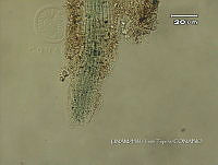 KT016 0030 Microcoleus sp..jpg
