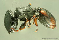 AGDE019-132 Cephalotes minutus.jpg