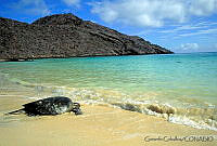 GC0096 Lepidochelys olivacea.jpg