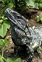 MDL0178 Ctenosaura pectinata.jpg