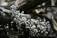 MASM04768 Fungi.jpg