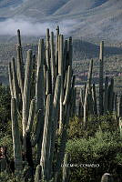 3R 00823 Cephalocereus tetetzo.jpg