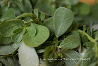 IMDOC4060 Portulaca oleracea.jpg