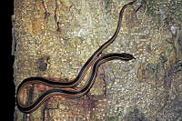 VHL0136 Coniophanes schmidti.jpg