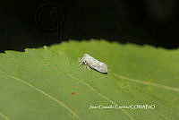 JCC0028 Cedusa.JPG