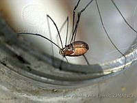LASL0104 Leiobunum sp..jpg