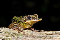 FCMB017 Triprion petasatus.jpg