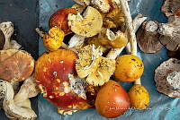 IMDOC Hong 0016 Amanita caesarea.jpg