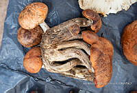 IMDOC Hong 0021 Boletus  .jpg