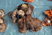 IMDOC Hong 0037 Hypomyces macrosporus.jpg