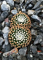 3R 00909 Mammillaria luethyi.jpg