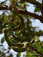 OTVHK040-802 Pithecellobium dulce.TIF