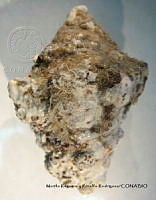 MRyRR386 Vasum caestus.jpg