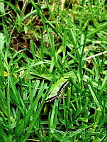 TEAL001 Dryophytes eximius.jpg