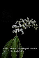 Zoqui 0189 Miconia trinervia.jpg