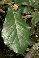 MDLLPG0146 Quercus subspathulata.jpg