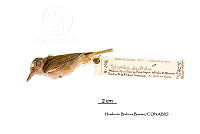 ME006 Aves 0671 Hylophilus decurtatus.jpg