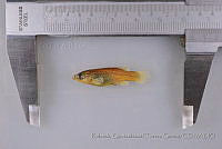 RQTG0374 Goodea atripinnis.jpg