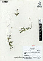 YPH0720 Chaetopappa bellioides.jpg