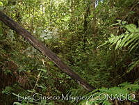 LCMBK019-6 San Juan Tepeuxila, Oaxaca.jpg