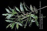 Atleq 0010 Quercus sapotifolia.jpg