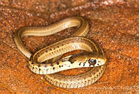 ECA0323 Thamnophis godmani.jpg