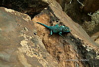 3R 01274 Sceloporus minor.jpg