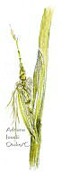 AIO 073 Zea mays subsp parviglumis.jpg