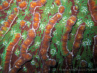 HBB0330 Mycetophyllia aliciae.jpg