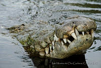 IMDOC0973 Crocodylus moreletii.jpg