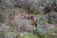 ARF002 Canis latrans.jpg