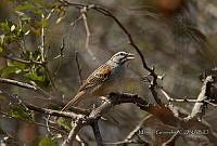 MGaves 1181 Peucaea sumichrasti.jpg