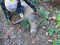 GAAF028 Sus scrofa.jpg