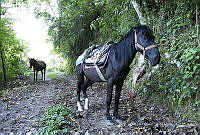 MASM08054 Equus caballus.jpg