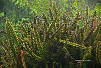 3R 00726 Disocactus speciosus.jpg