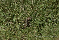 MGrep0066 Aspidoscelis sp.jpg