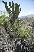 MASM00438 Beaucarnea gracilis.jpg