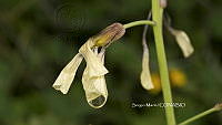SM0066 Gotas de agua.jpg
