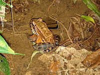 MCS043 Leptodactylus sp..jpg