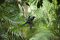ARS00188 Cyanocorax yucatanicus.jpg